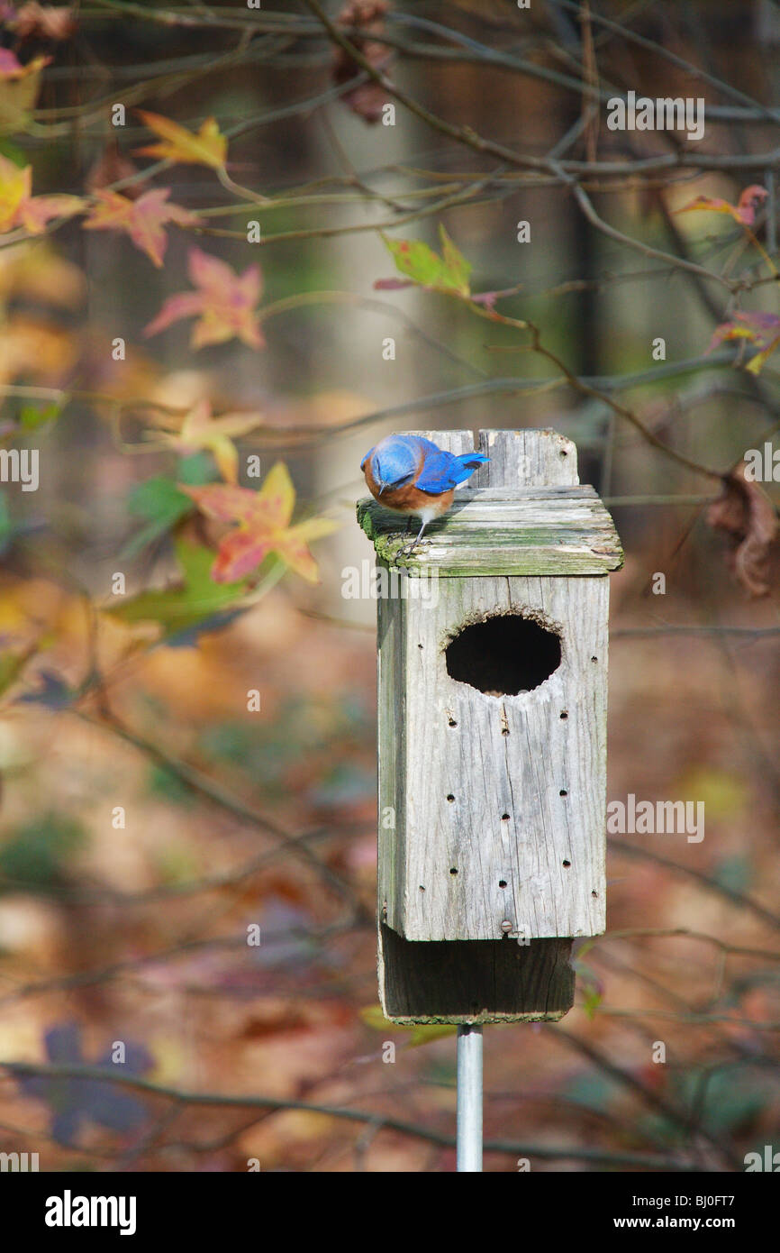 Blu ALIMENTAZIONE DEGLI UCCELLI NIDIFICANTI nei pressi della vecchia legno BIRD HOUSE Foto Stock