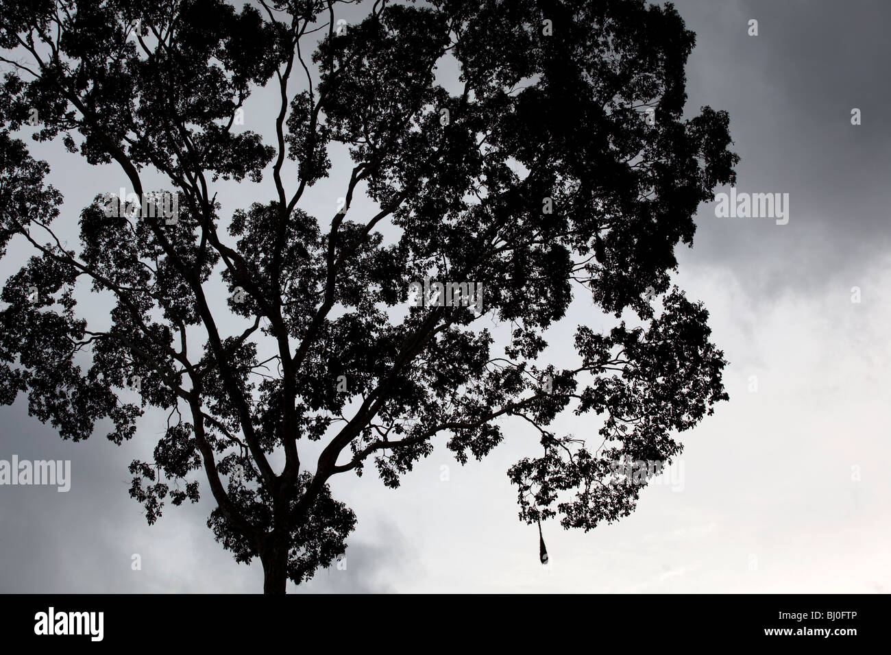La foresta pluviale amazzonica del Perù è altamente biodiversi e le sue rare di animali, piante e culture indigene sono minacciate. Foto Stock
