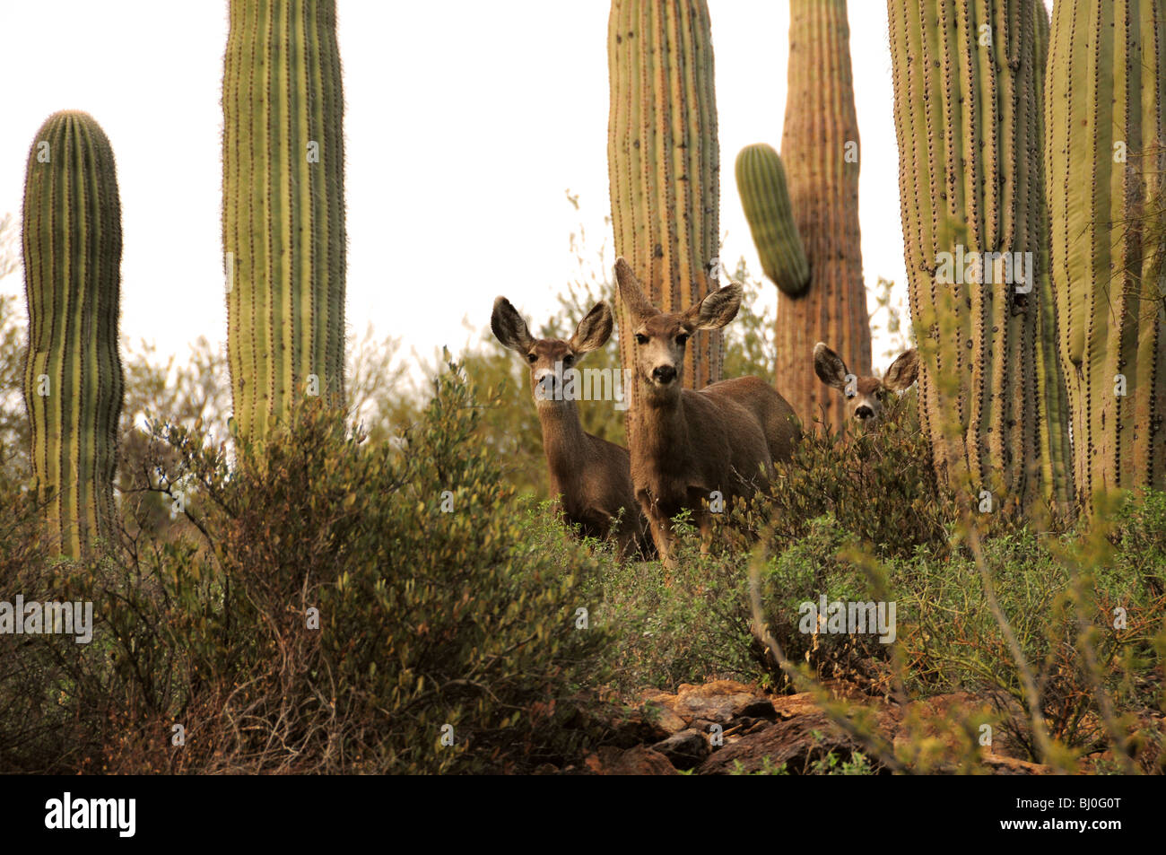 Mulo cervo (Odocoileus hemionus), in Tucson montagne a Tucson Mountain Park nel Deserto di Sonora, Tucson, Arizona, Stati Uniti. Foto Stock