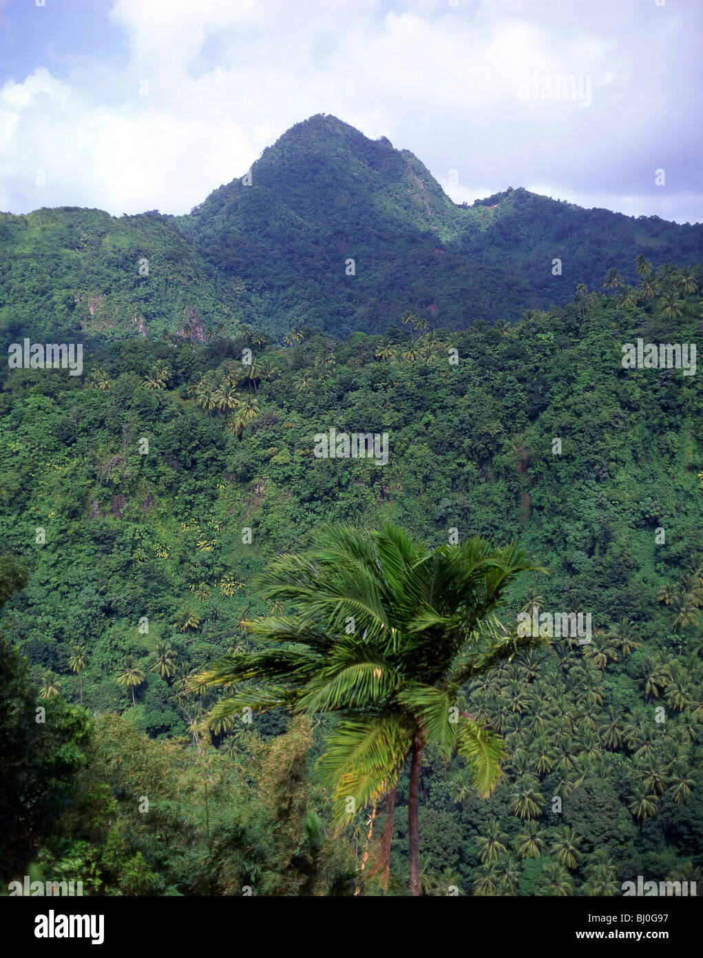 Montagne e foreste pluviali, Castries trimestre, Saint Lucia, dei Caraibi Foto Stock