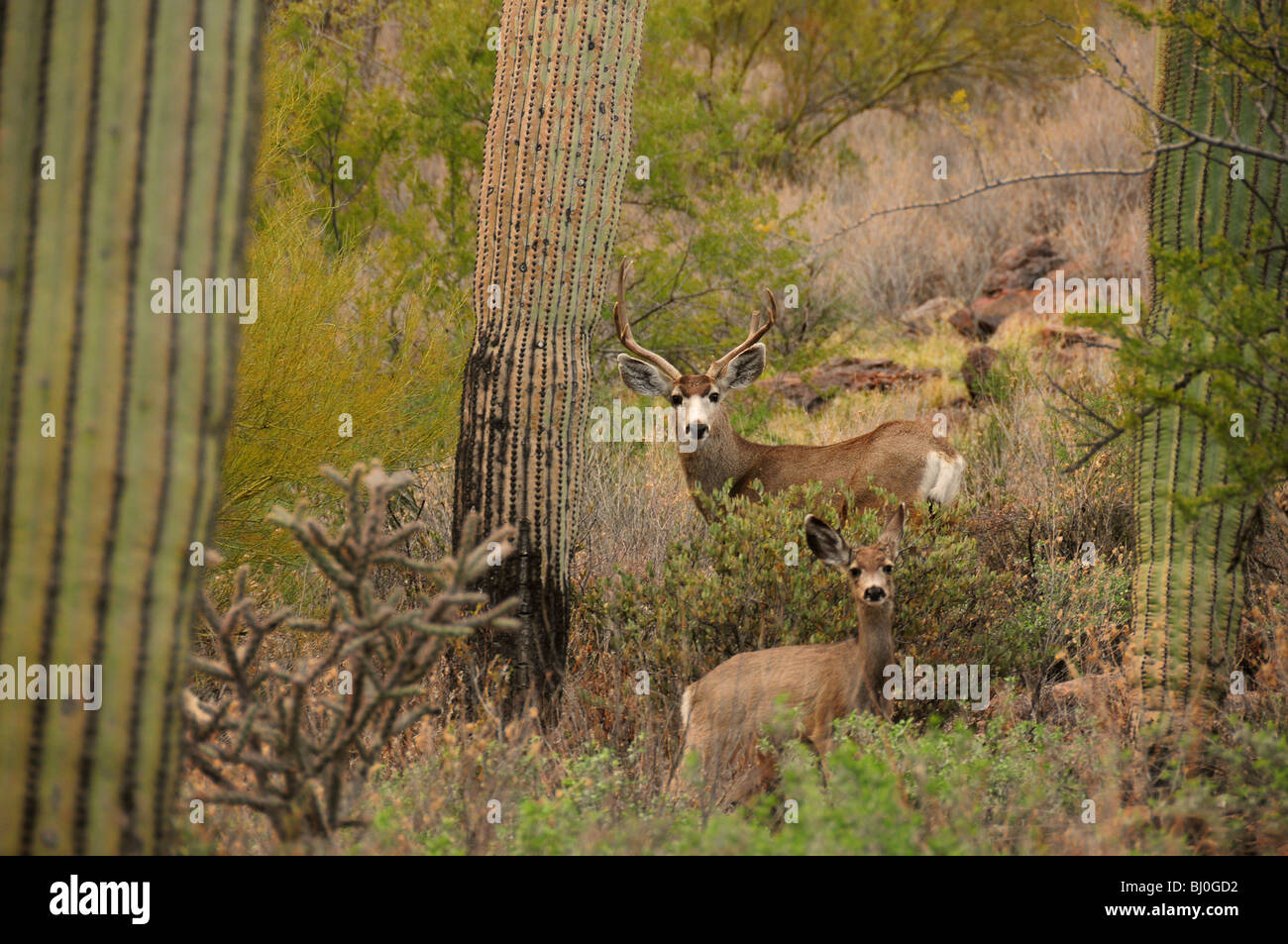 Mulo cervo (Odocoileus hemionus), in Tucson montagne a Tucson Mountain Park nel Deserto di Sonora, Tucson, Arizona, Stati Uniti. Foto Stock