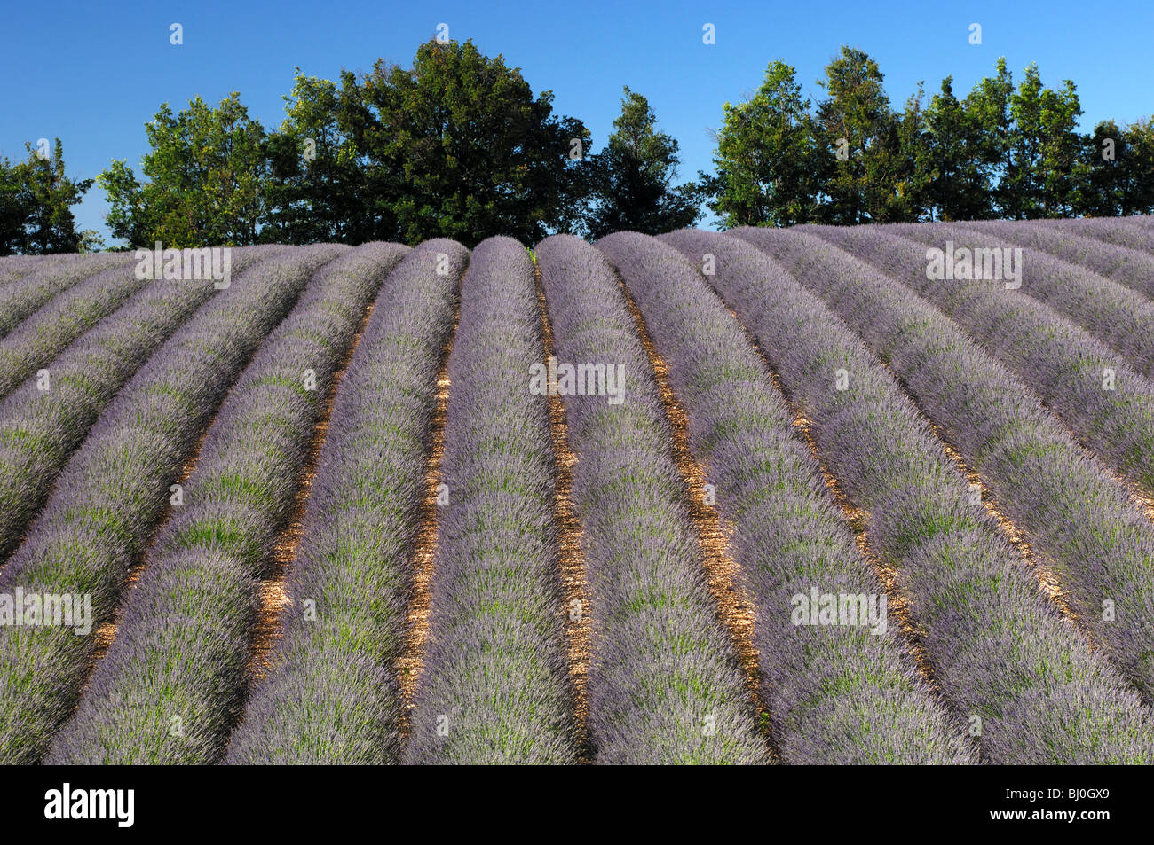Coltivazione filari di lavanda nei pressi di Sault, Provenza, Francia Foto Stock