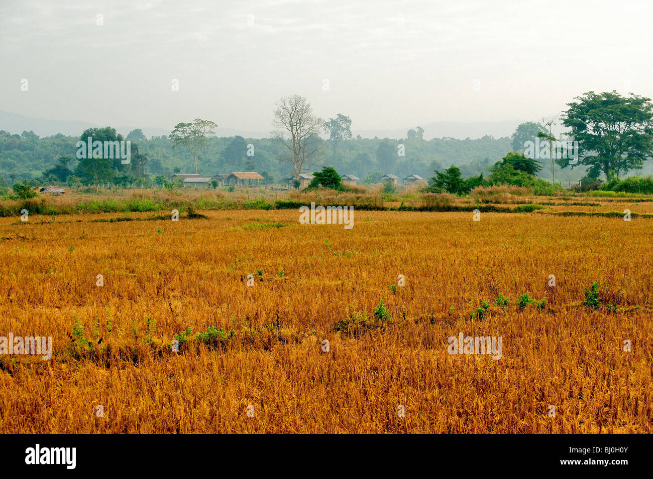 Risaie. Laos Foto Stock