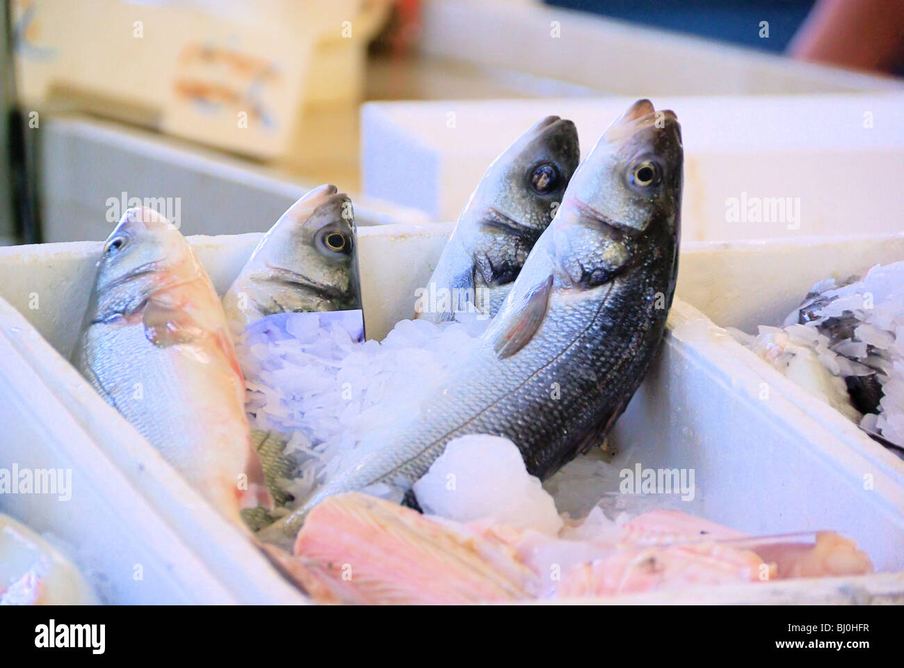 Fisch auf Eis - pesce su ghiaccio 01 Foto Stock
