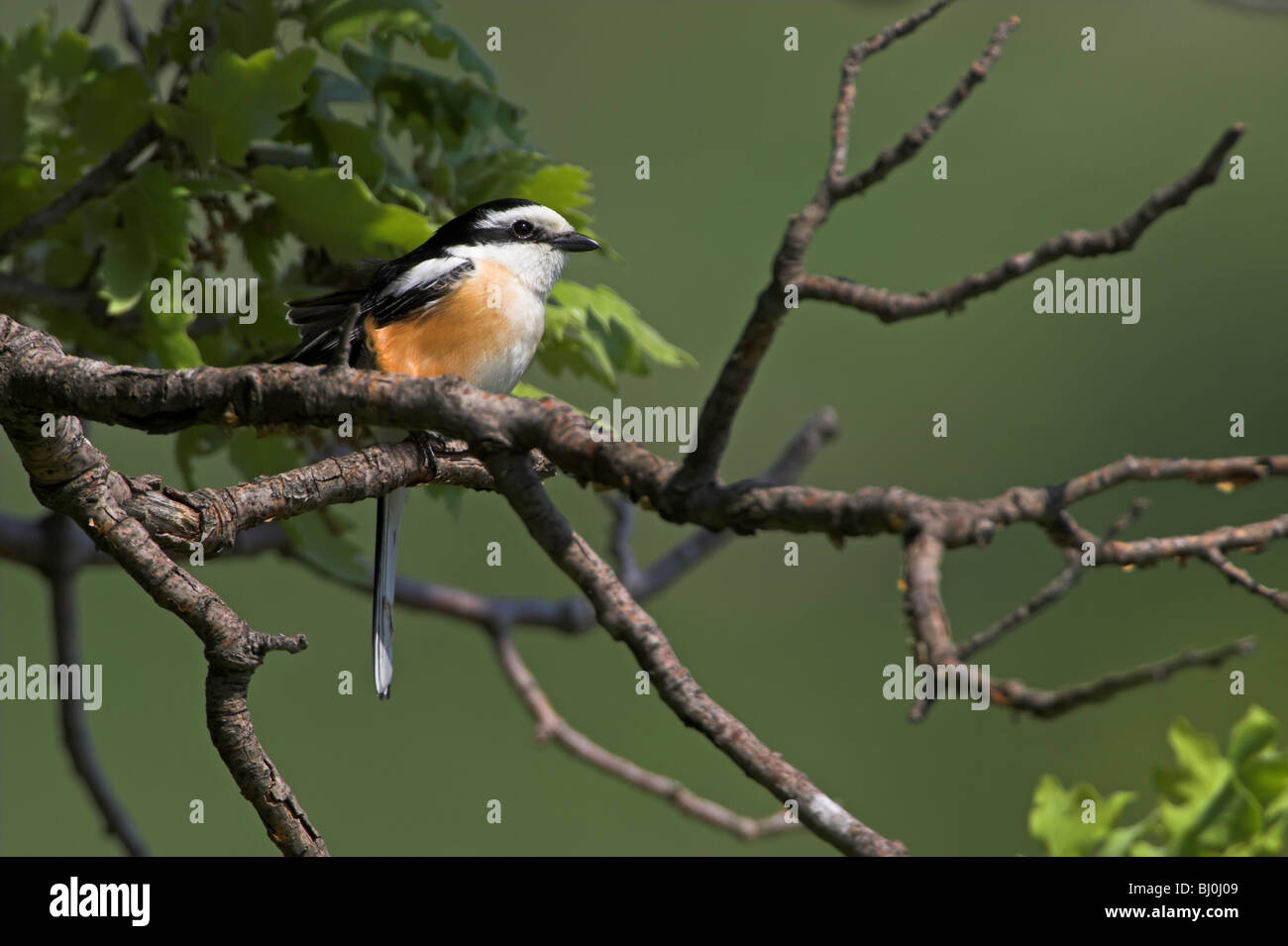 Masked Shrike Lanius nubicus Foto Stock