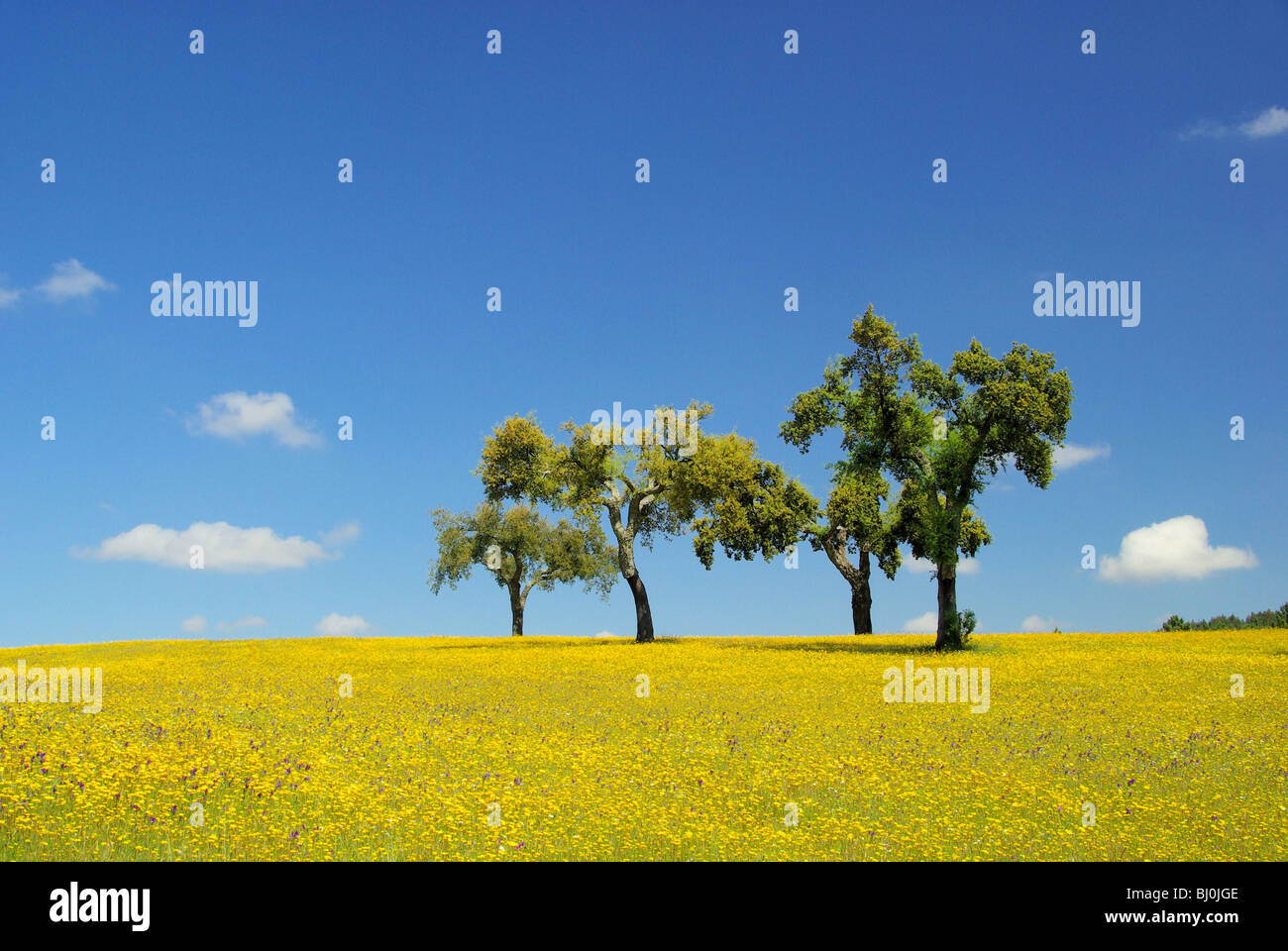 Wiese mit Korkeichen - prato e le querce da sughero 07 Foto Stock