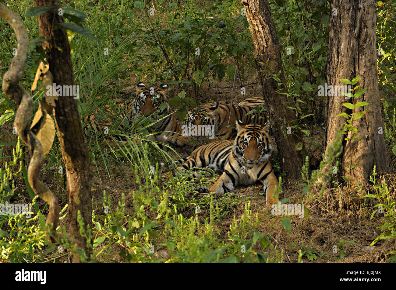 Tiger in famiglia la fitta giungla del Parco Nazionale di Kanha Foto Stock