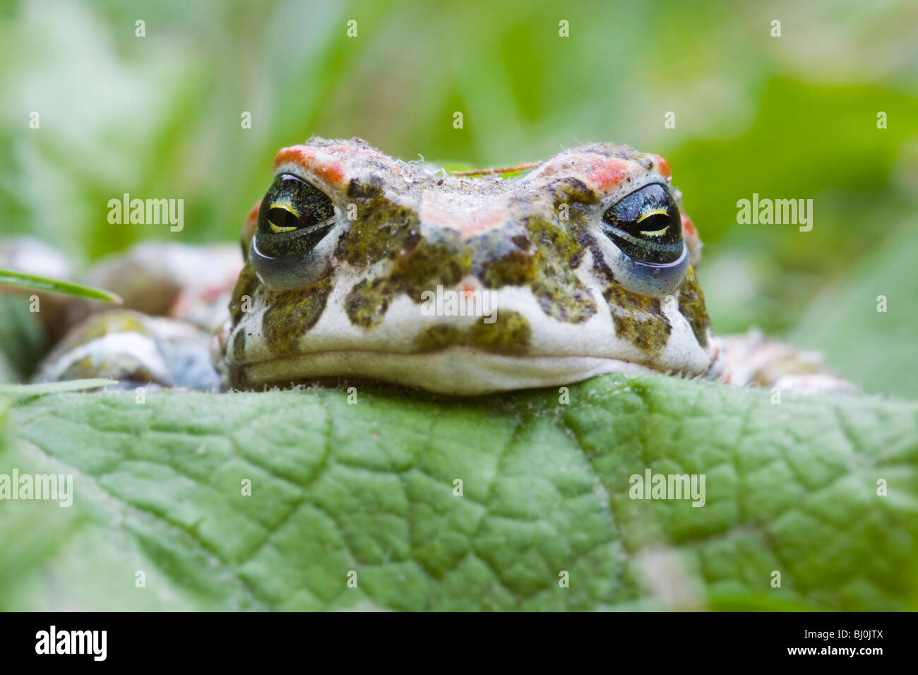 Rospo smeraldino (Bufo viridis) Foto Stock