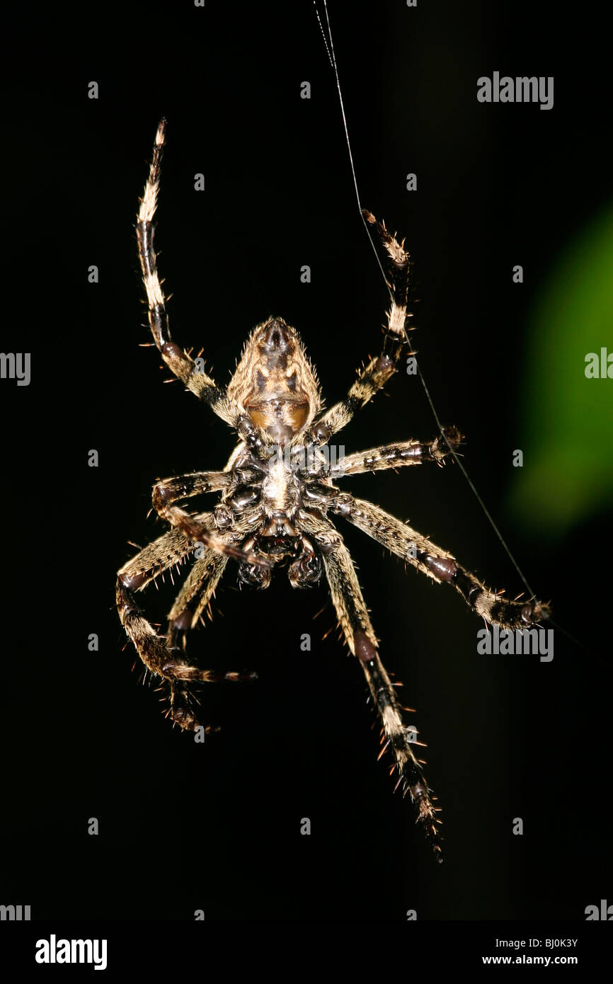 Araneus diadematus Foto Stock