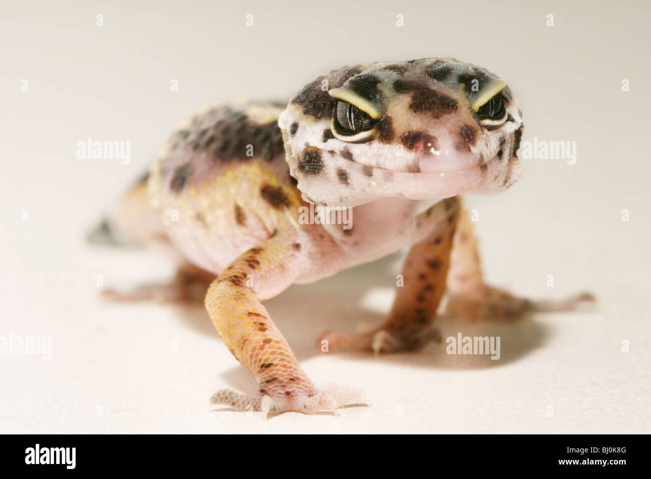 Eopard gecko (Eublepharis macularius) Foto Stock