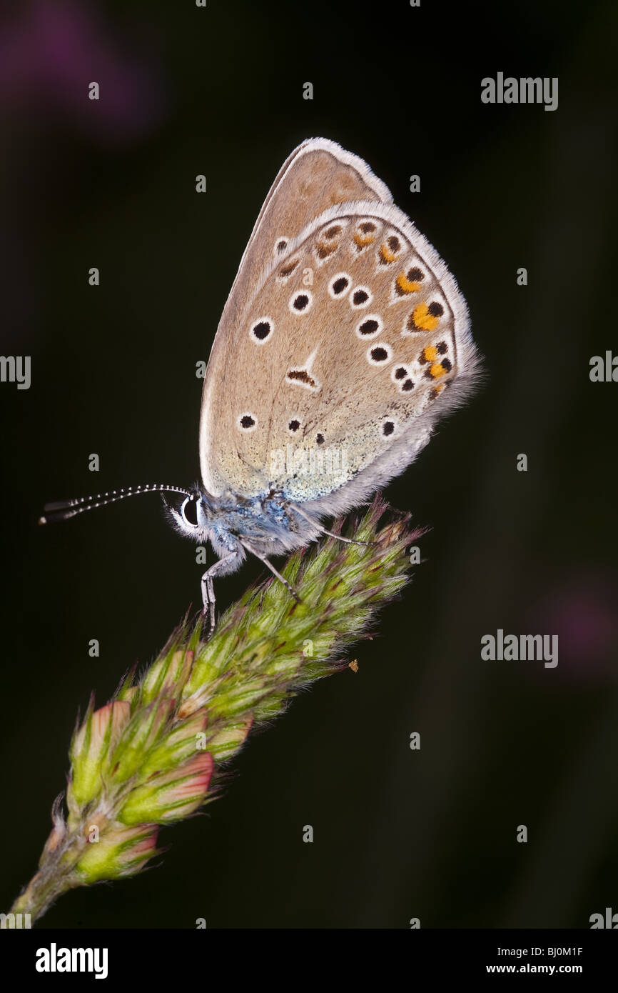 Polyommatus icarus Foto Stock