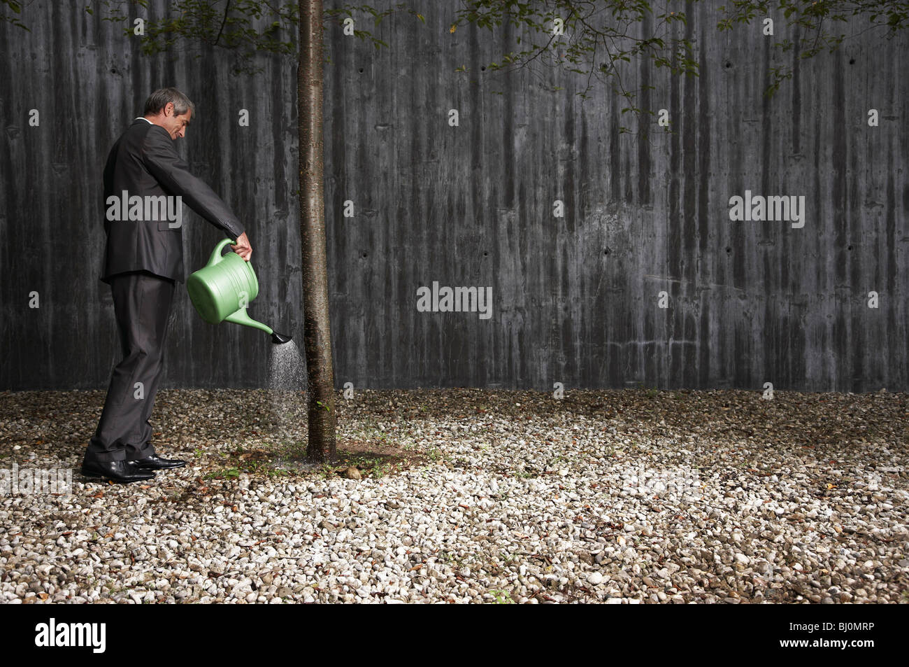 Imprenditore albero di irrigazione Foto Stock