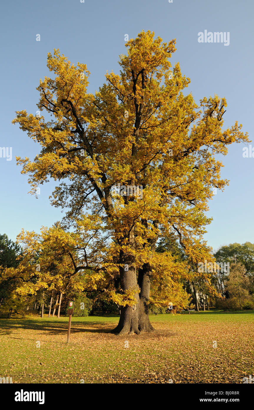 Rudolfuv dub (Rudolph di rovere), 250 anni Farnia (Quercus robur Pedunculata) in autunno, Olomouc, Repubblica Ceca Foto Stock