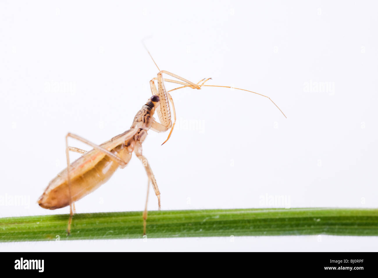 Fanciulla bug (Nabis libatus) Foto Stock