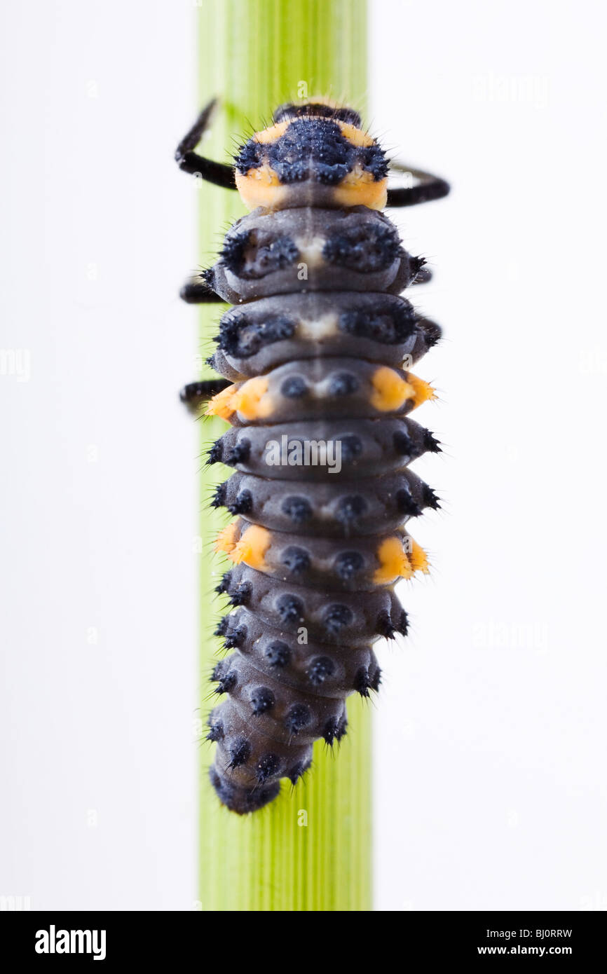 Larva da una sette-spot ladybird (Coccinella septempunctata) Foto Stock