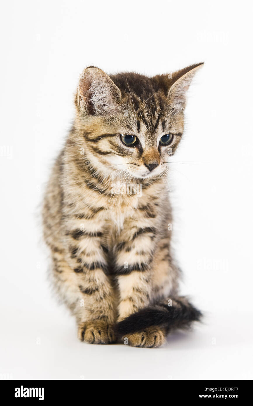 gatto di casa Foto Stock