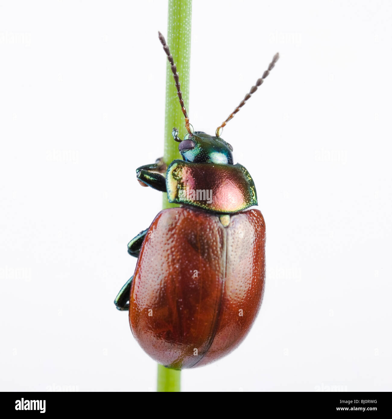 Foglia Knotgrass Beetle (Chrysolina polita) Foto Stock