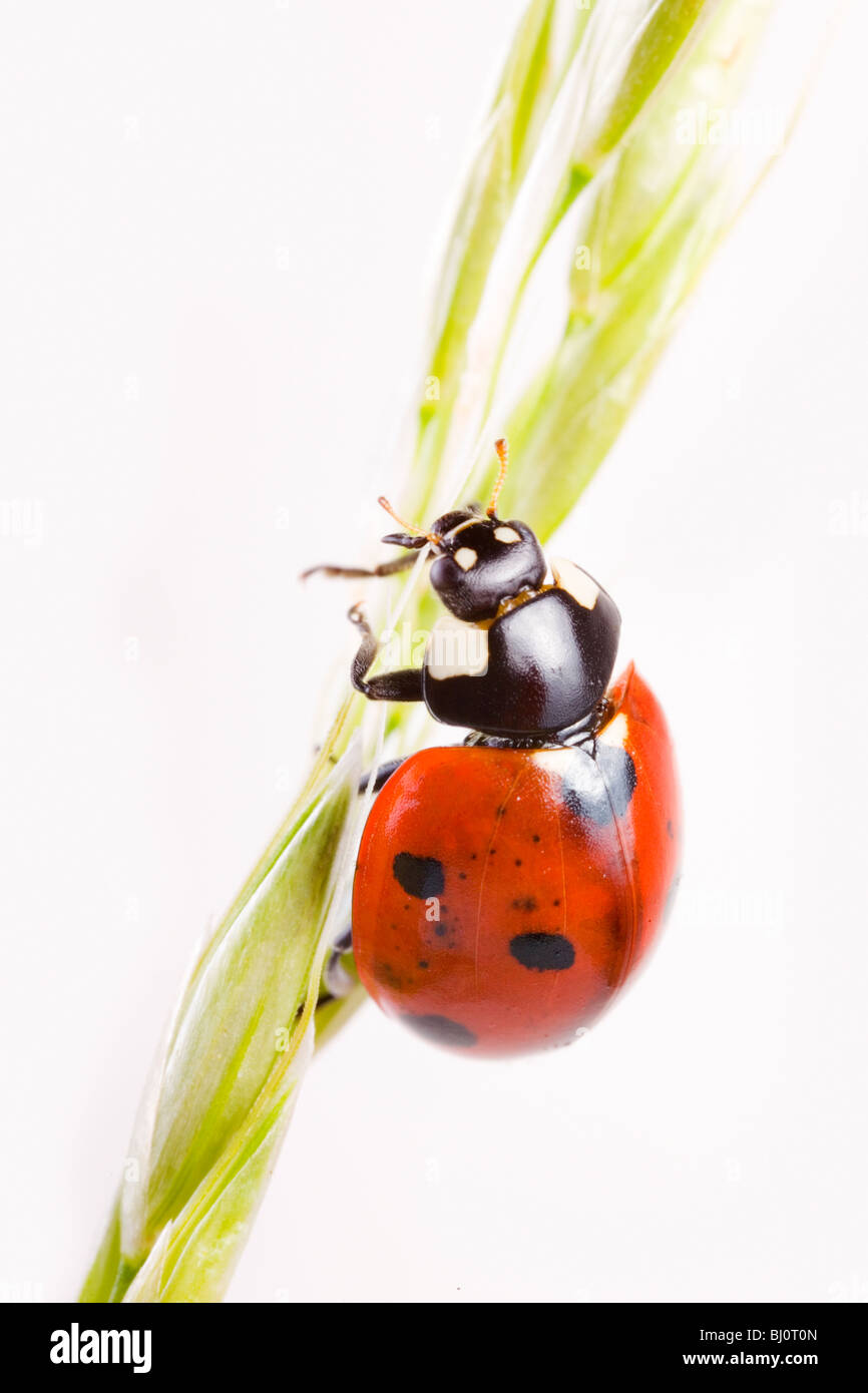 Sette-spotted ladybug (Coccinella septempunctata) Foto Stock