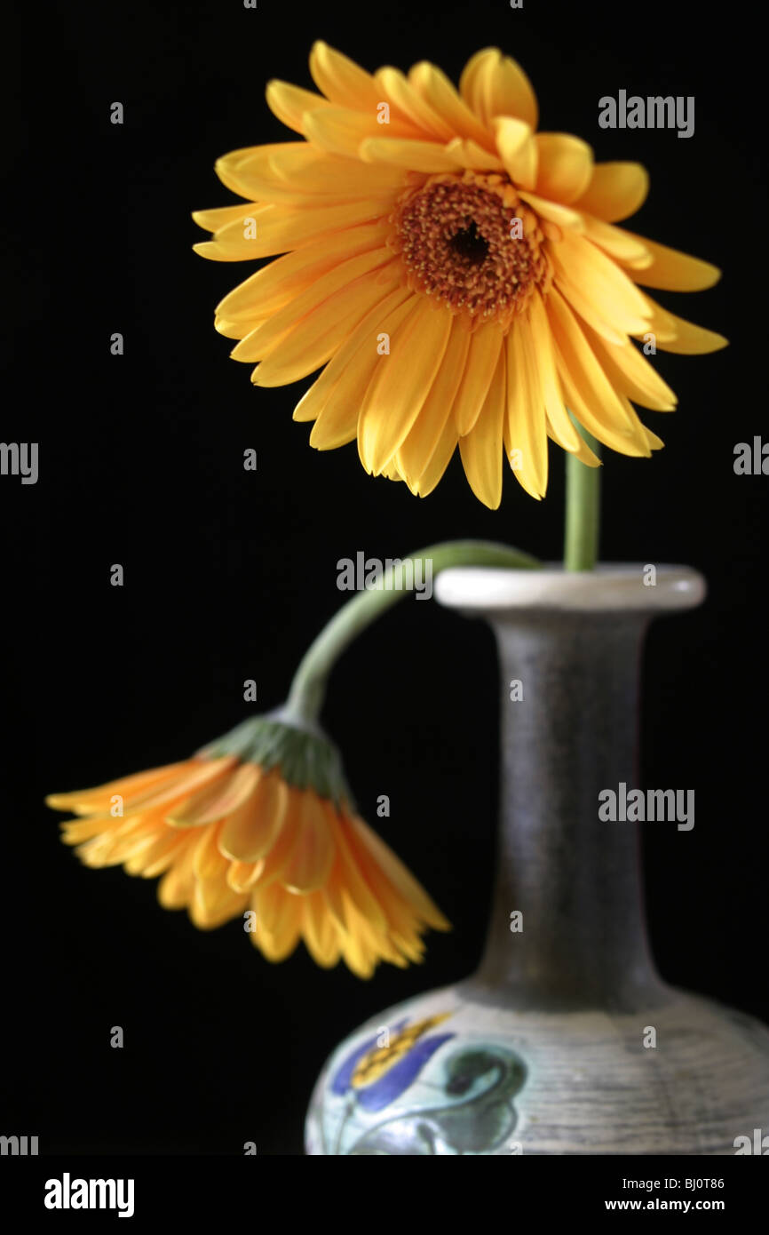 Gerbera in un vaso Foto Stock