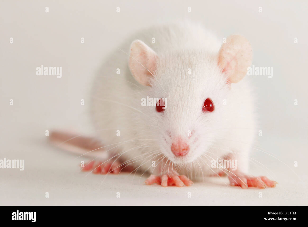 ratto bianco Foto Stock