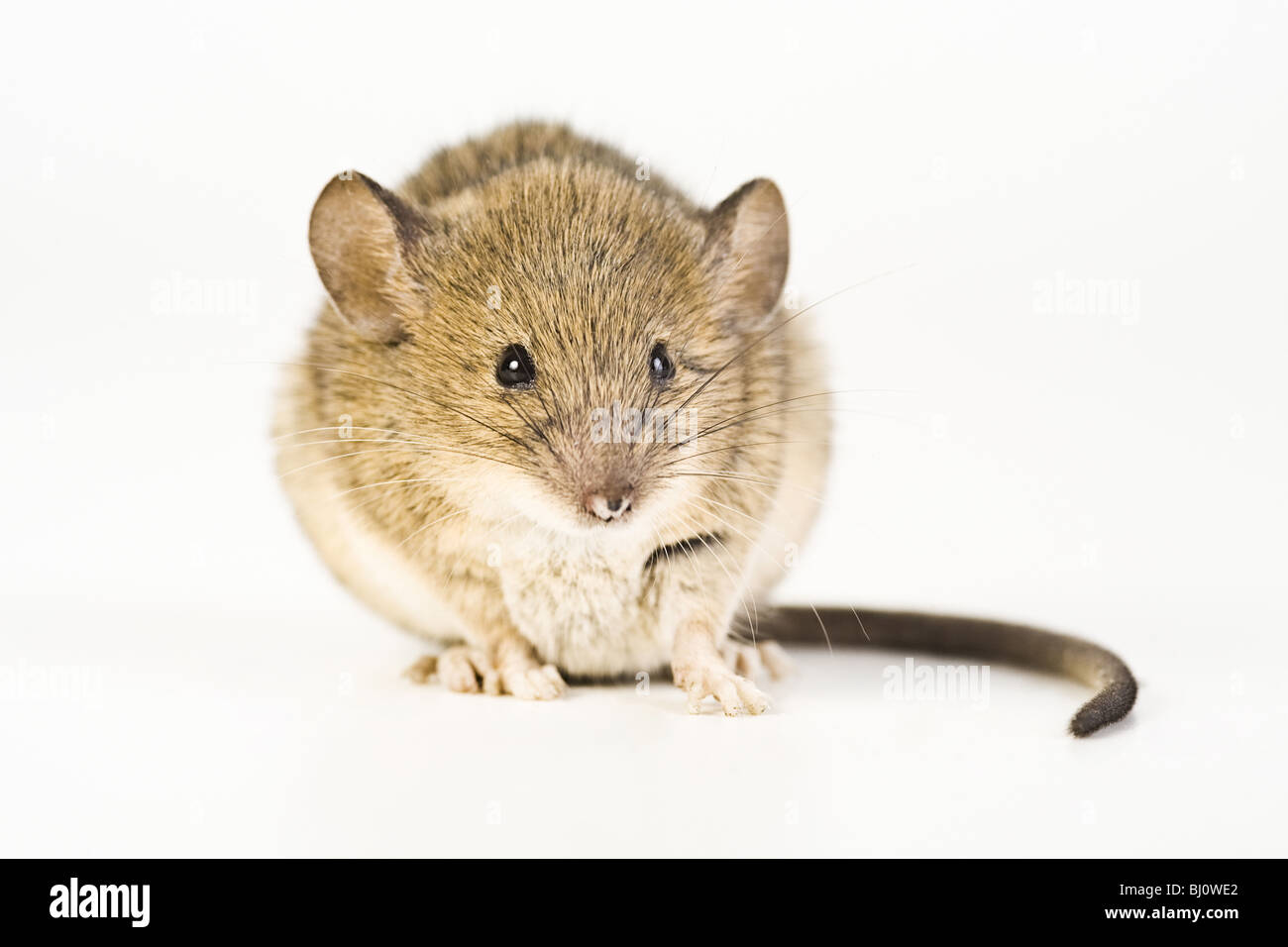 Casa Mouse (Mus musculus) Foto Stock