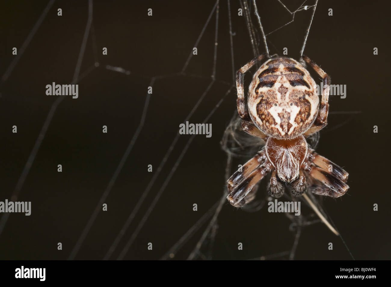 Orb-weaver spider (larinioides cornutus) Foto Stock