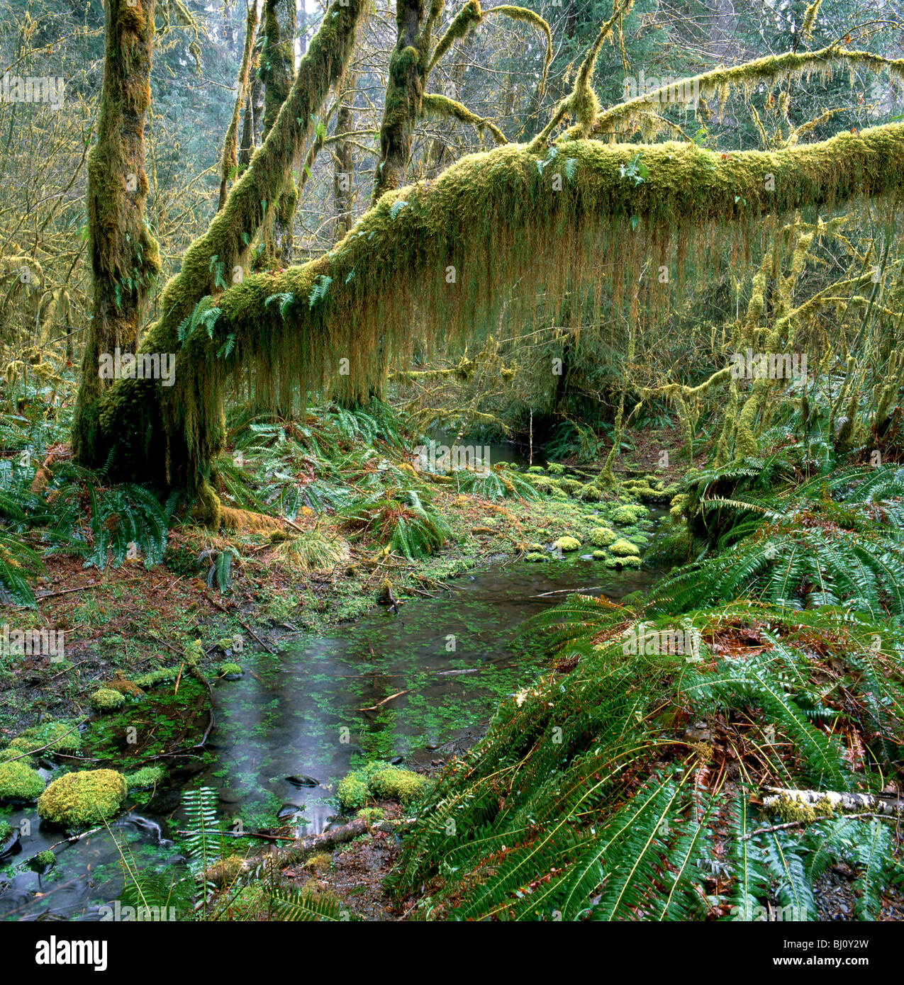 Alberi drappeggiati con moss oltre un flusso nel Hoh Rain Forest; il Parco Nazionale di Olympic; Washington, Stati Uniti d'America Foto Stock