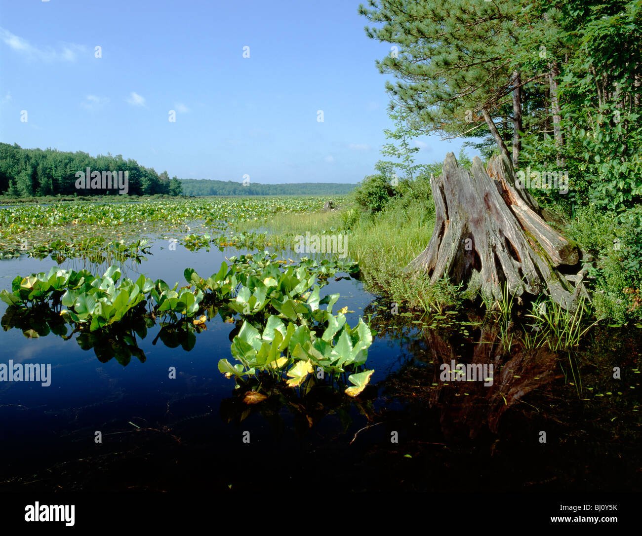Nero Lago Moshanon, Nero Moshanon parco statale, una naturale unico bog in Pennsylvania centrale, STATI UNITI D'AMERICA Foto Stock