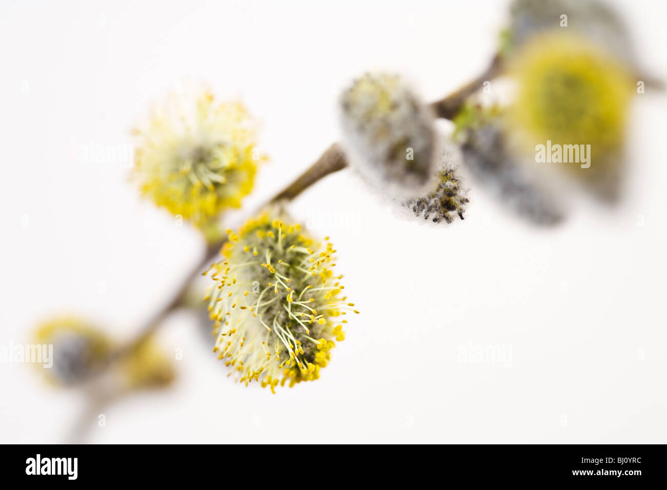 Salice di fiore Foto Stock