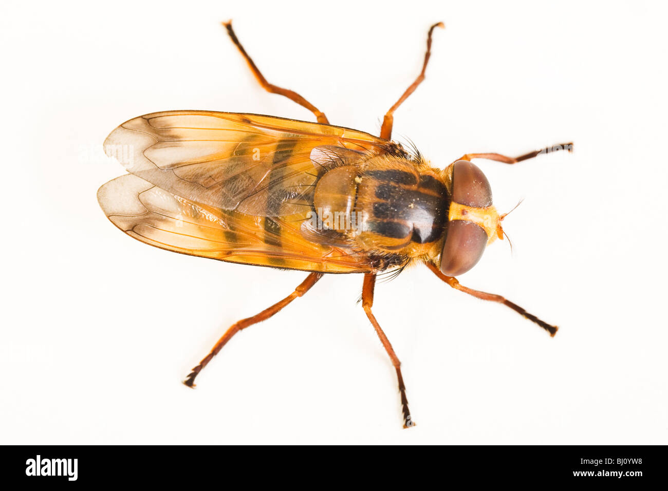 Hoverfly (Volucella inanis) Foto Stock