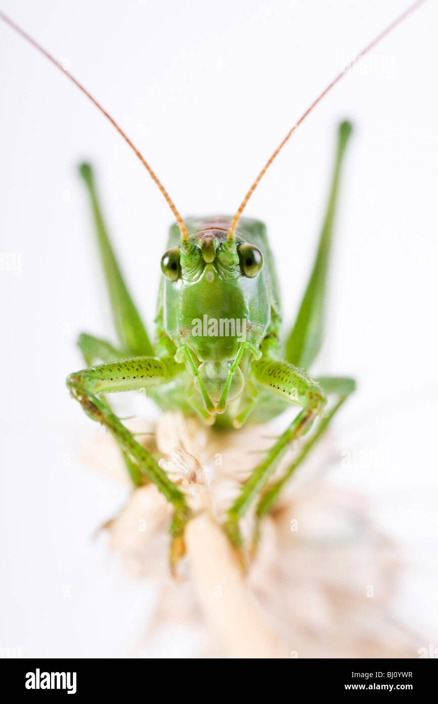 Grande macchia verde cricket (Tettigonia viridissima) Foto Stock
