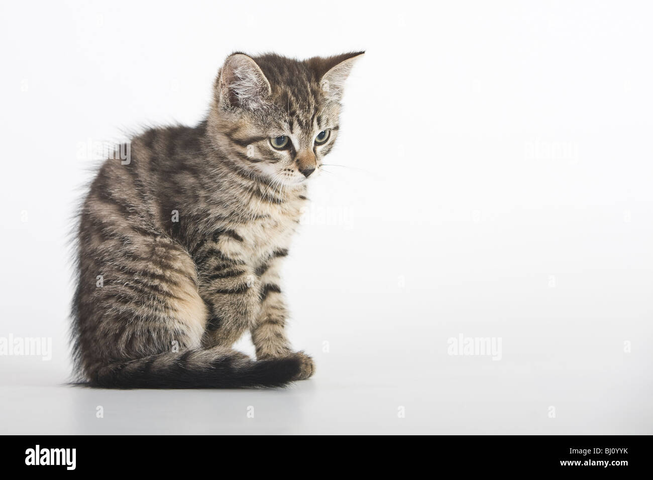 gatto di casa Foto Stock