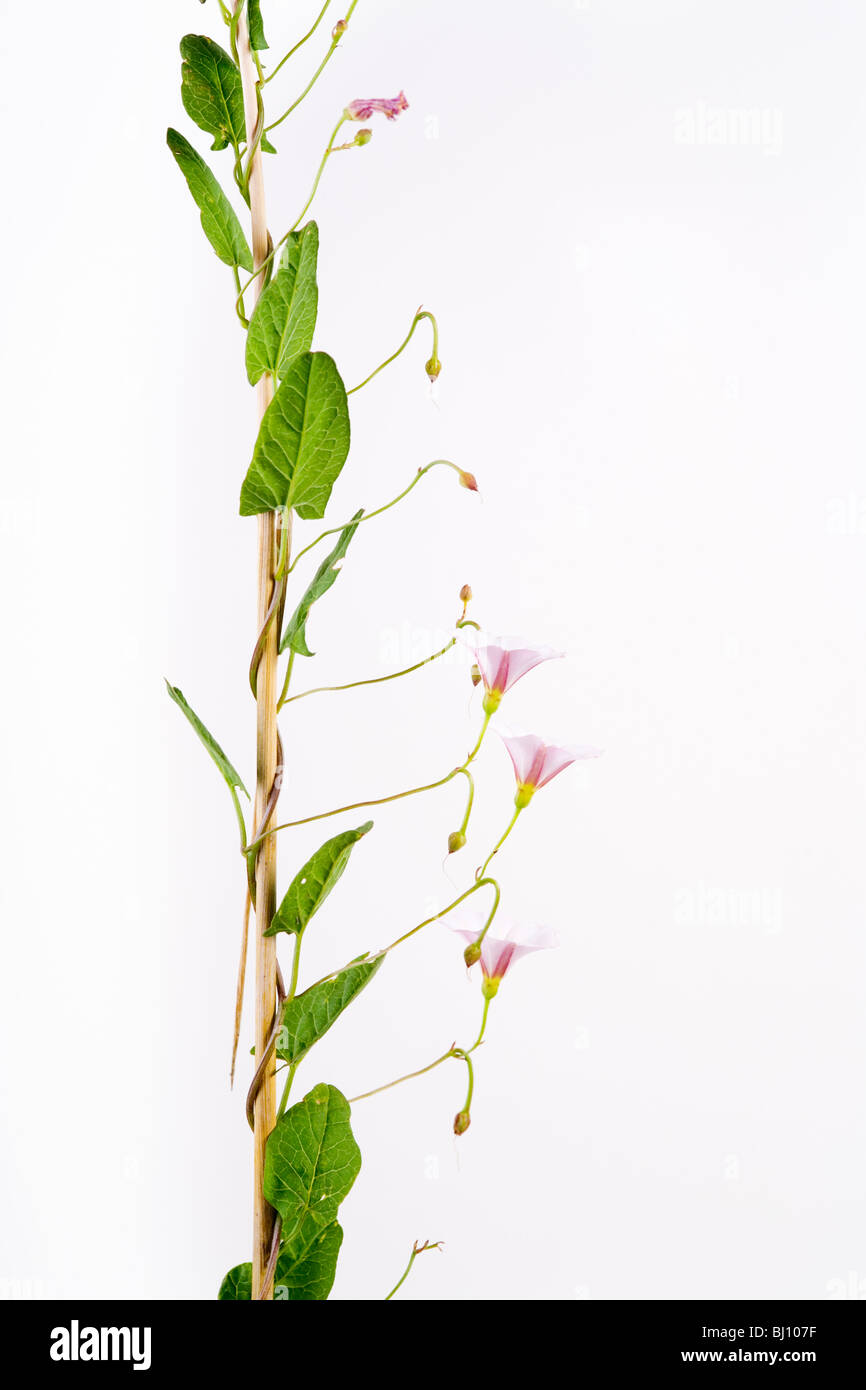 Hedge-Bindweed (Calystegia sepium) Foto Stock