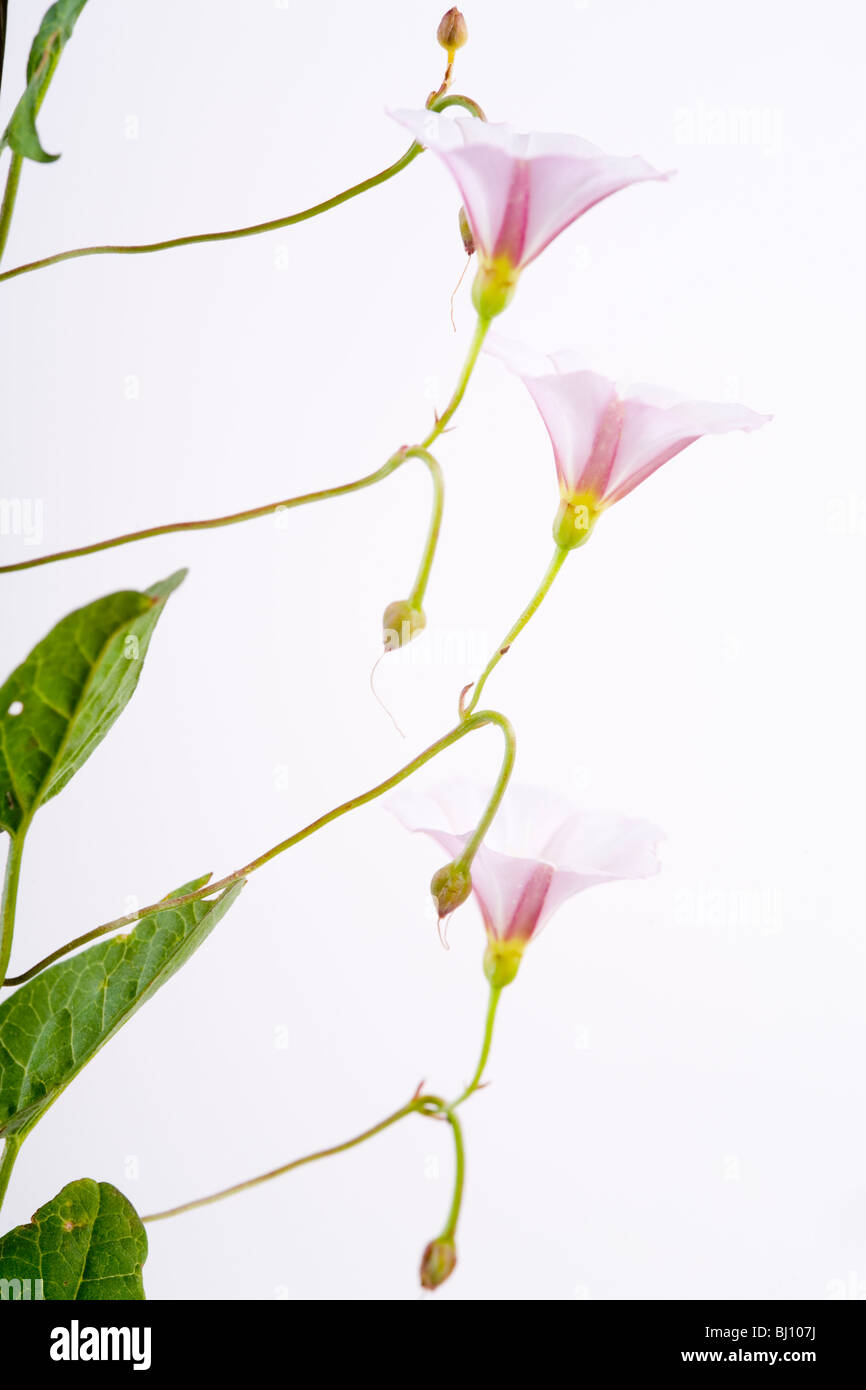 Hedge-Bindweed (Calystegia sepium) Foto Stock