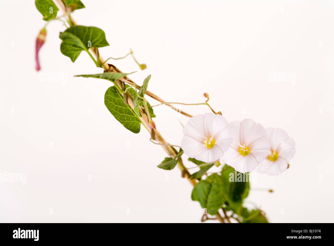 Hedge-Bindweed (Calystegia sepium) Foto Stock