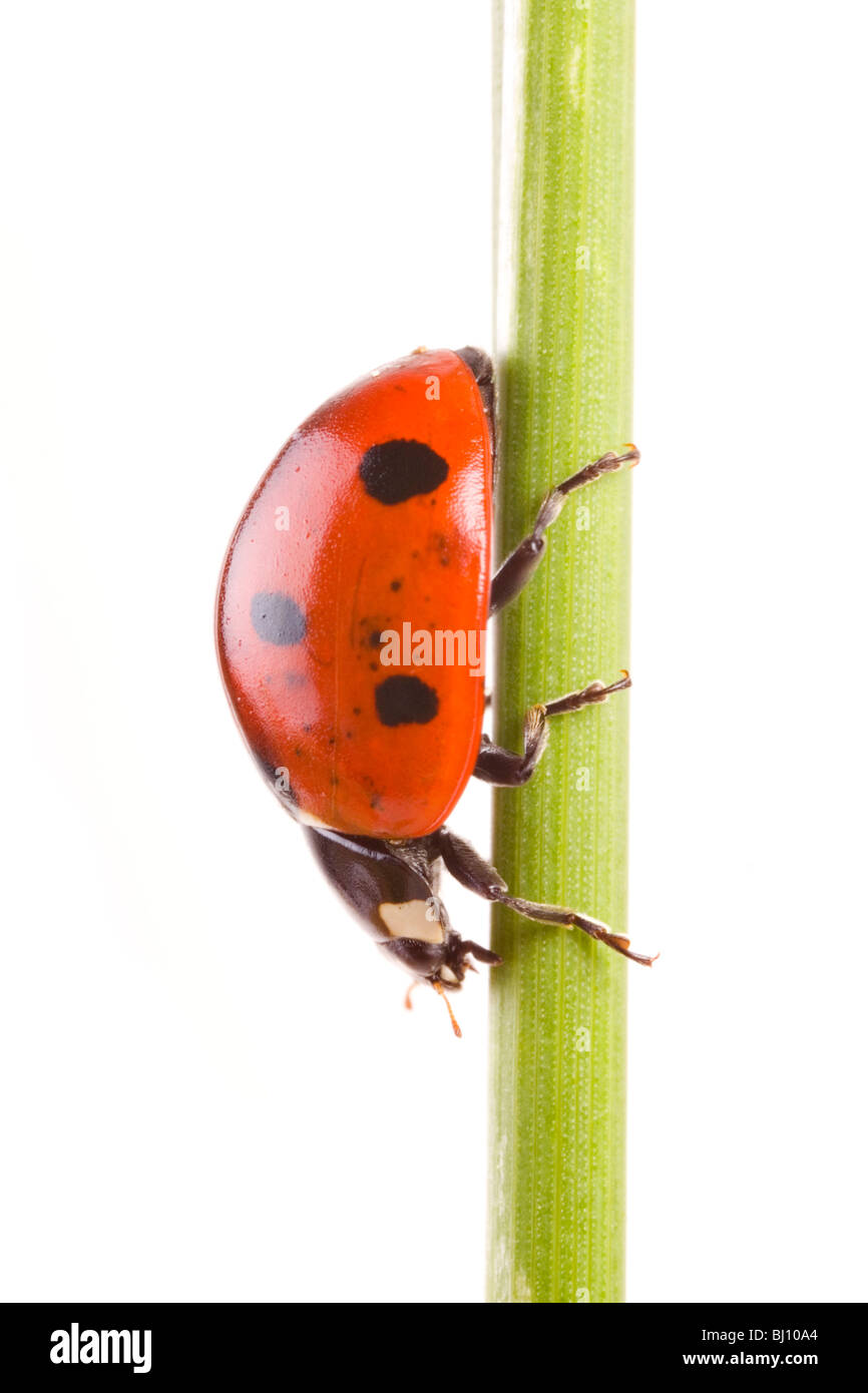 Sette-spotted ladybug (Coccinella septempunctata) Foto Stock