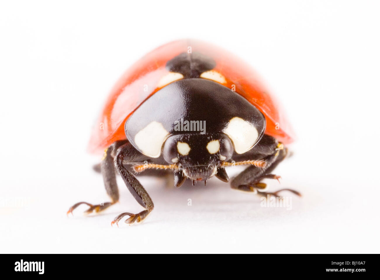 Sette-spotted ladybug (Coccinella septempunctata) Foto Stock