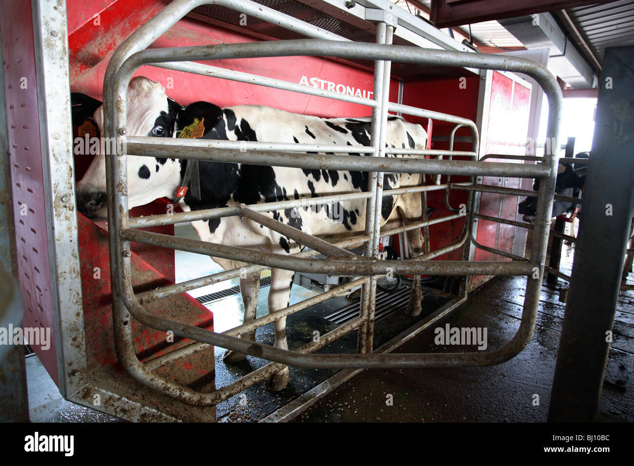 Mucca in piedi in un automatico dispositivo di mungitura, Santanyi, Spagna Foto Stock