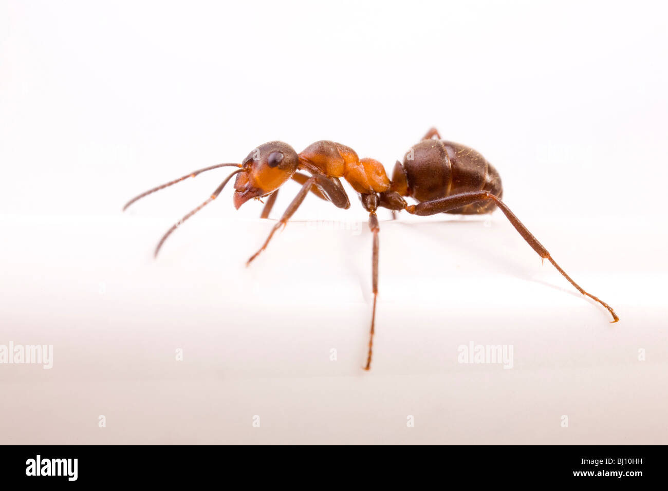 Legno formica (Formica rufa) un una piastra Foto Stock