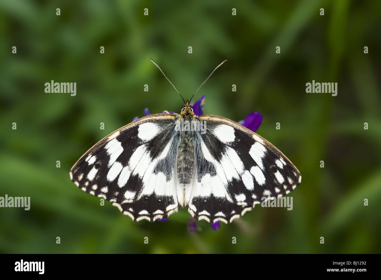 In marmo bianco (Melanargia galathea) Foto Stock