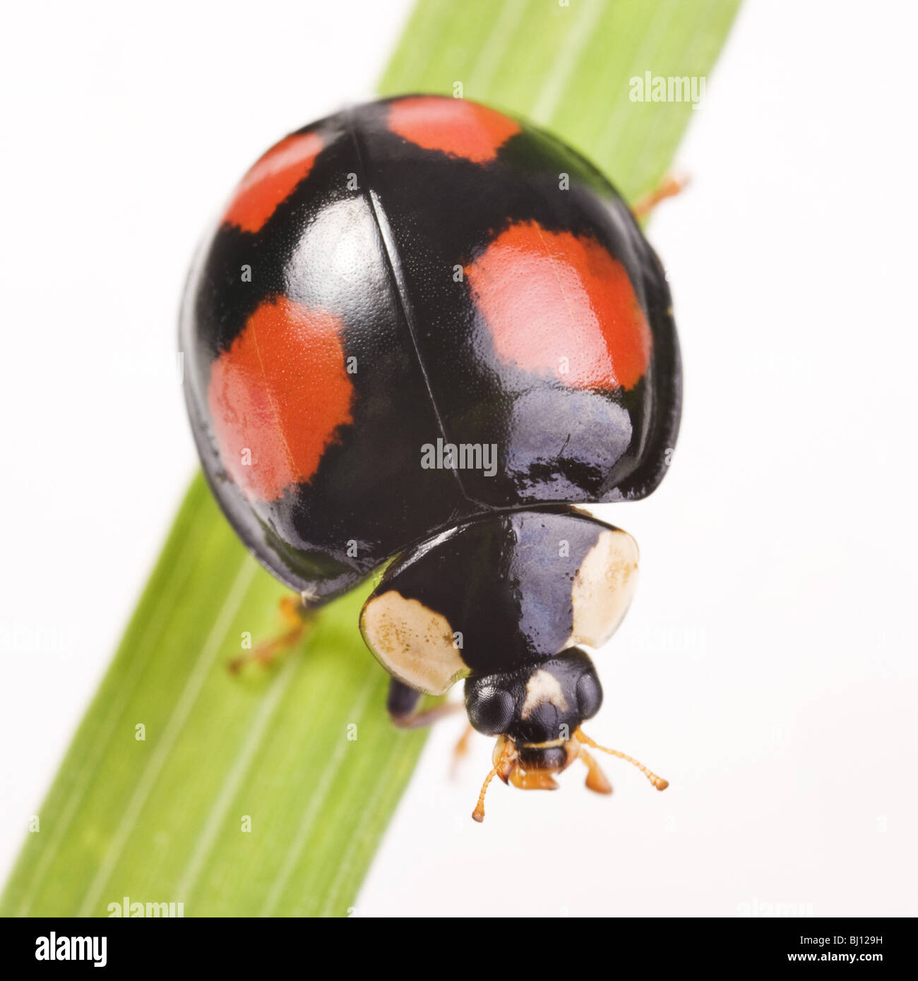 Due macchie lady beetle (Adalia bipunctata) versione scuro Foto Stock