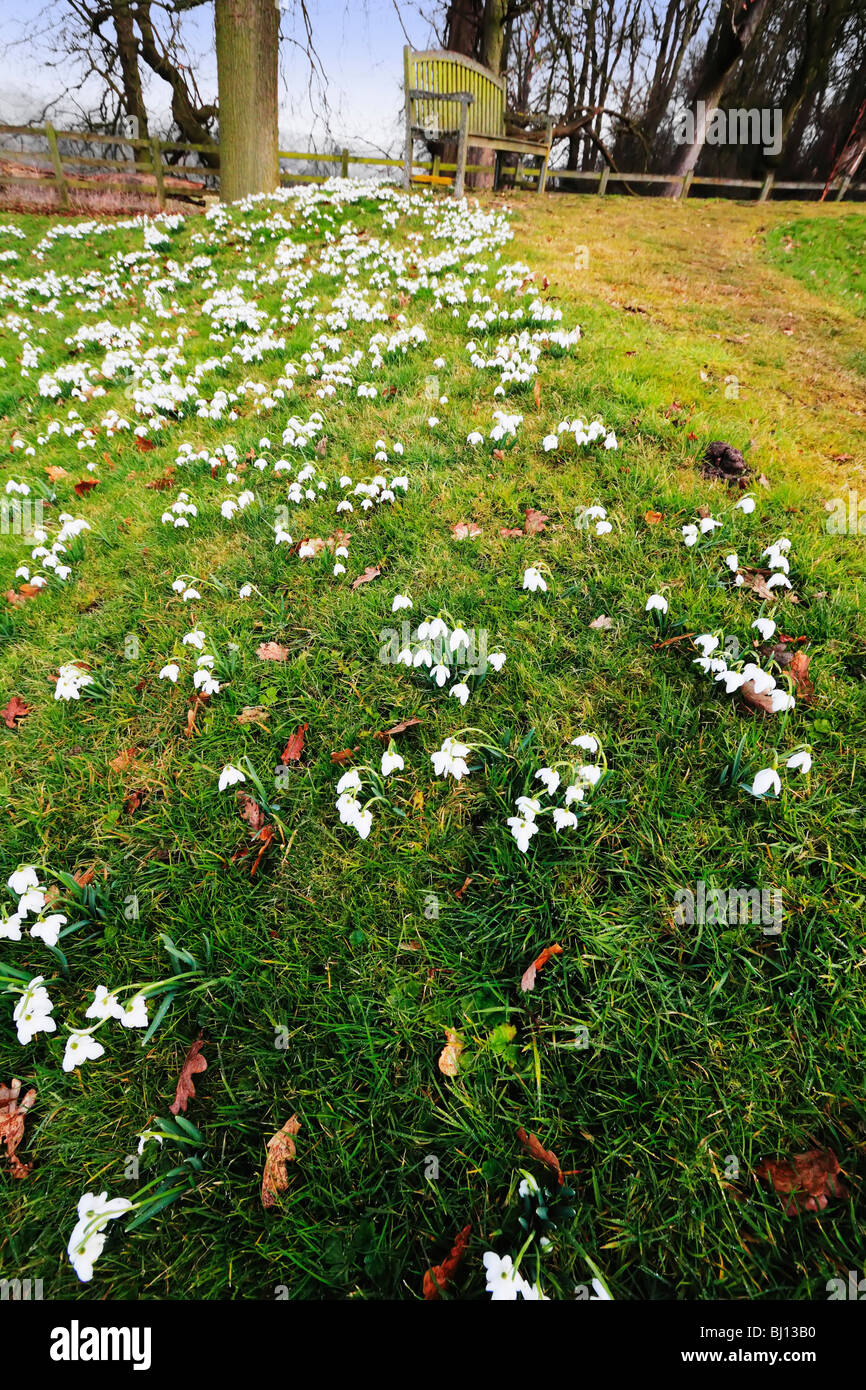 St leonards chiesa beoley worcestershire con bucaneve in fiore d'inverno. Foto Stock