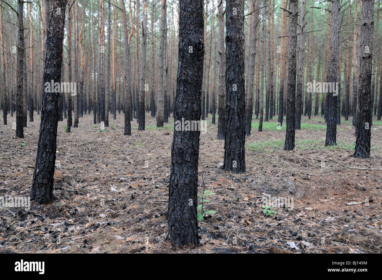 Tronchi carbonizzati dopo gli incendi nella foresta Foto Stock