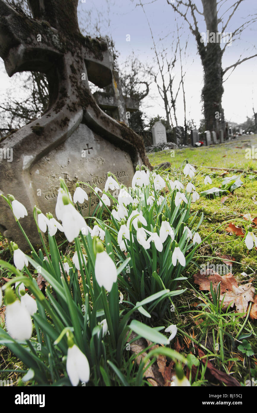 St leonards chiesa beoley worcestershire con bucaneve in fiore d'inverno. Foto Stock