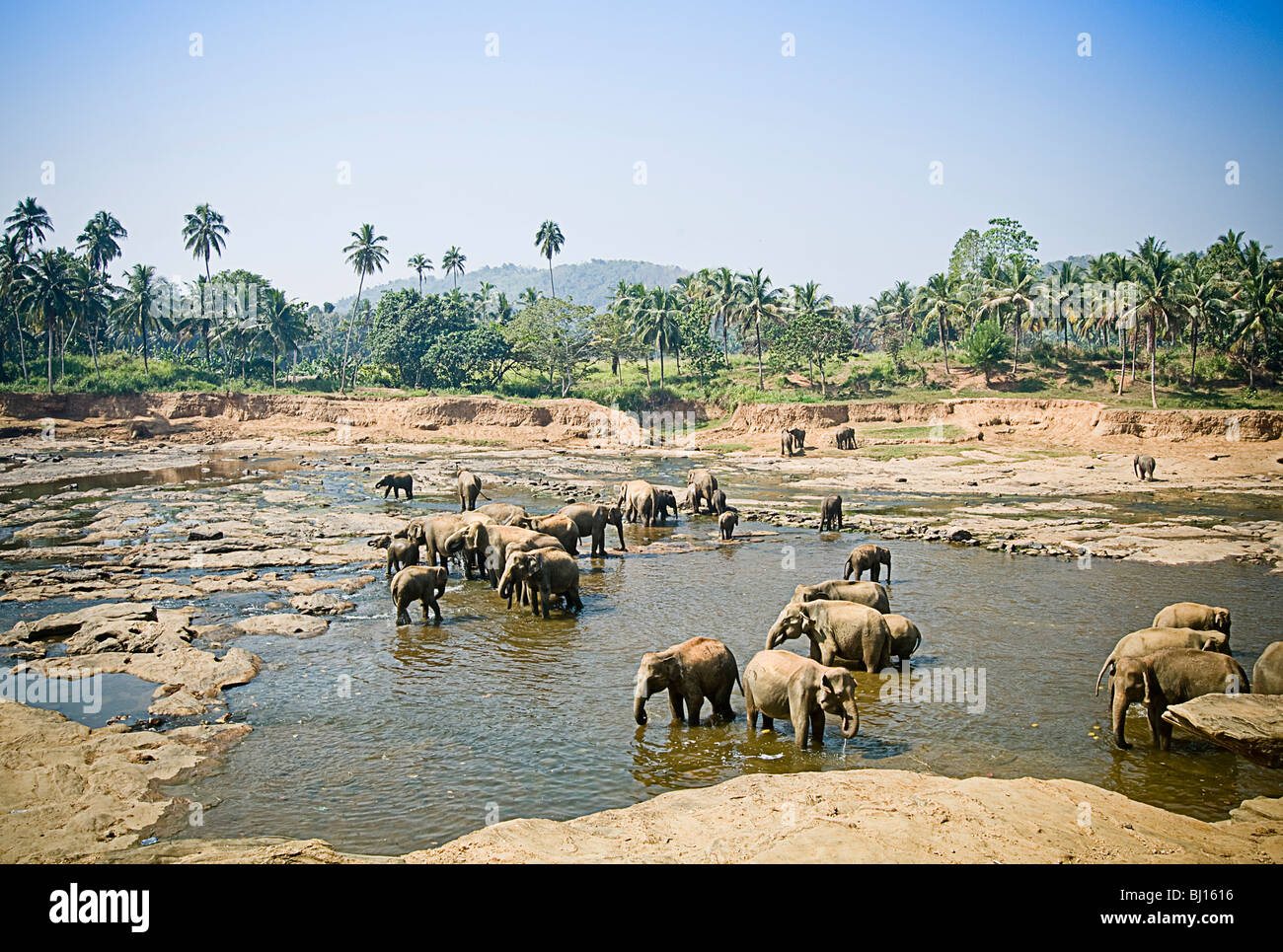 Gli elefanti di bere da un fiume Foto Stock