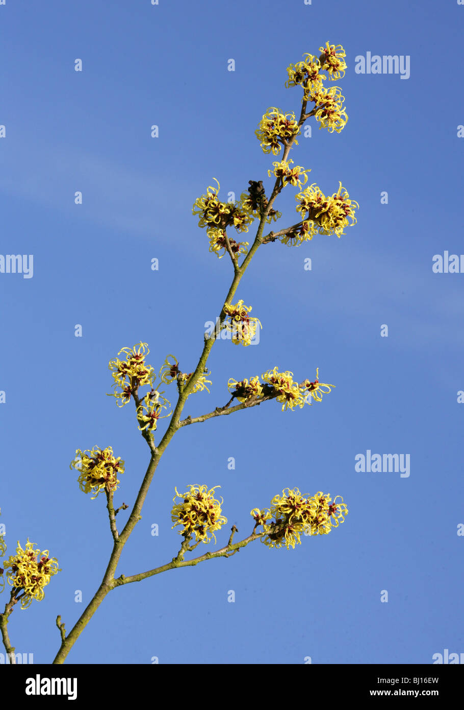 Hybrid Amamelide, Hamamelis intermedia, Hamamelidaceae Foto Stock