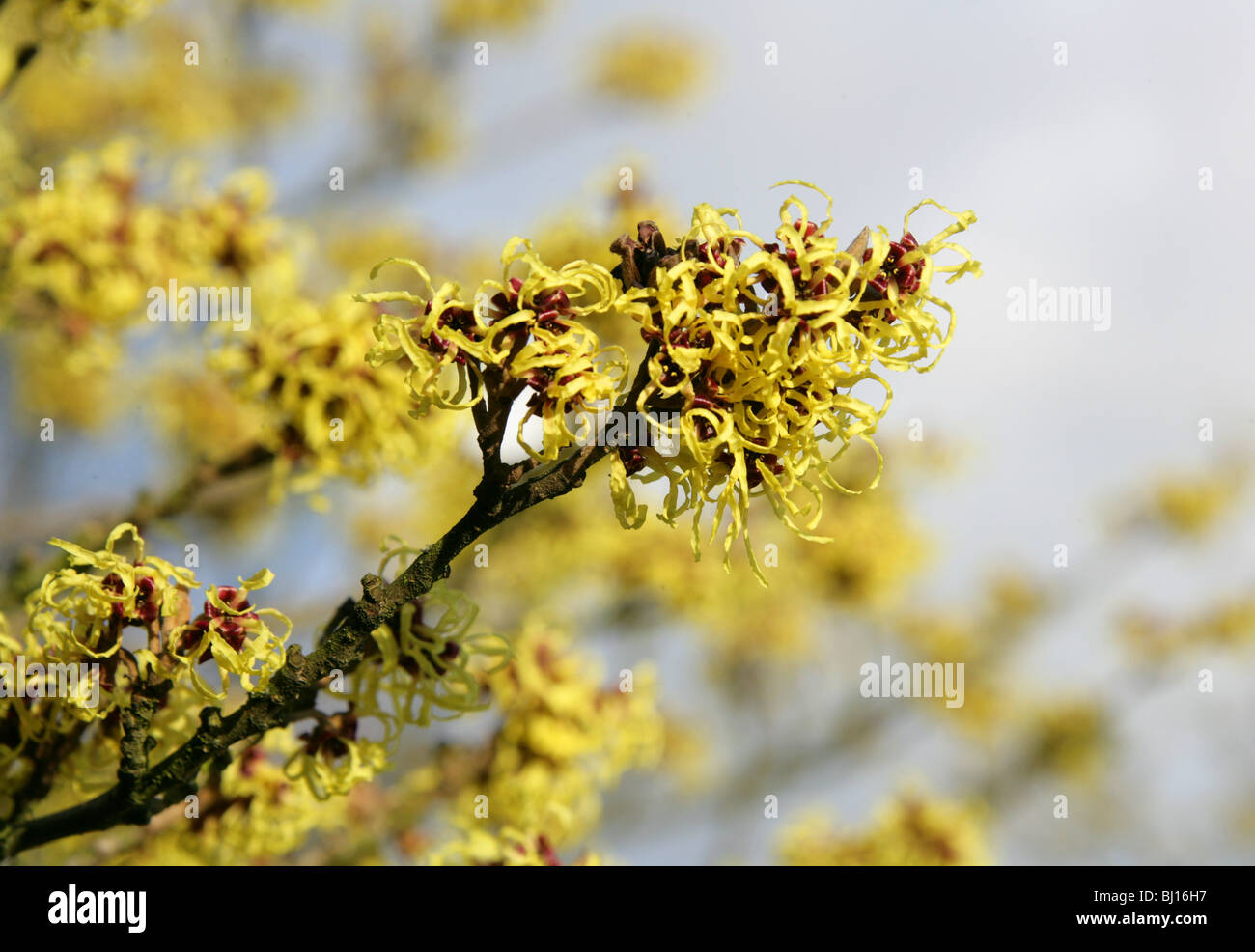 Hybrid Amamelide, Hamamelis x intermedia 'Allgold', Hamamelidaceae Foto Stock