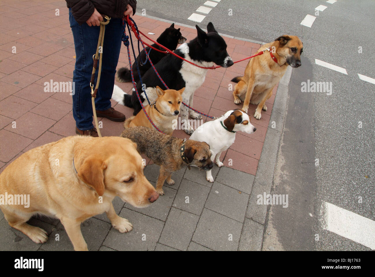 Cani durante una passeggiata Foto Stock