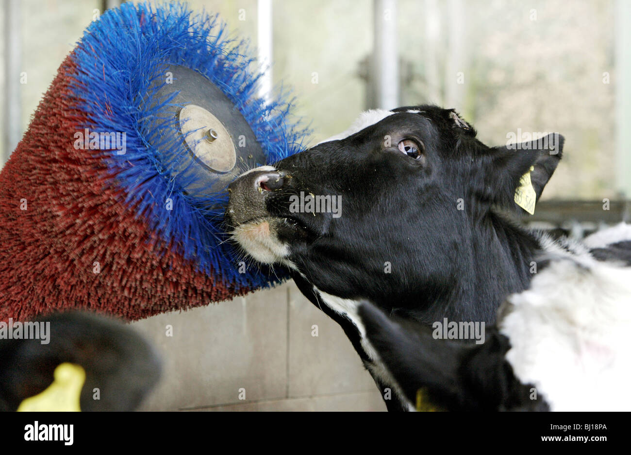 Mucca sfregata con una spazzola automatica, Kloster Lehnin, Germania Foto Stock