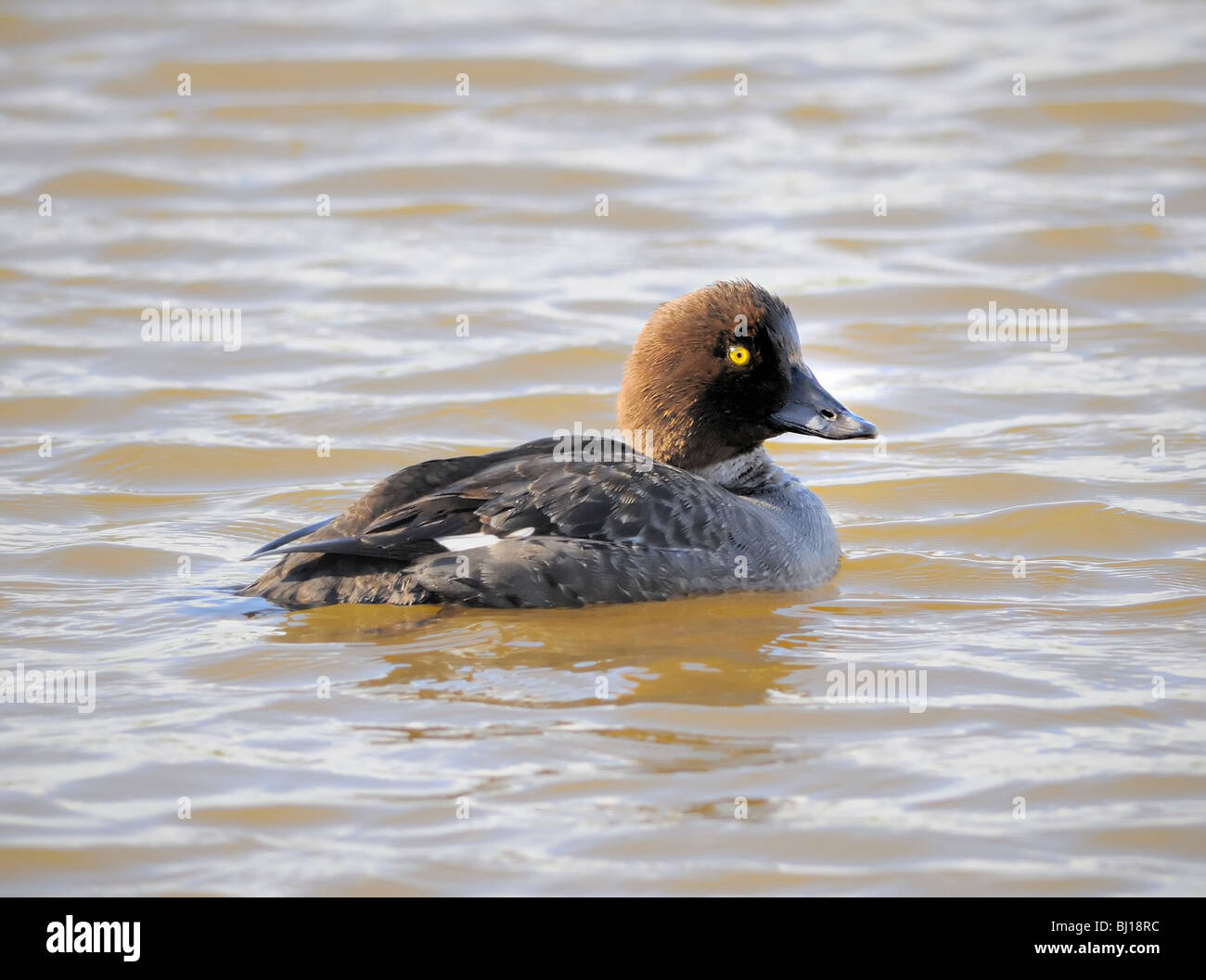 Comune GoldenEye (Bucephala clangula) femmina con occhi gialli e testa marrone che nuota in acque calme, mostrando schiena scura e fianchi pallidi. Foto Stock